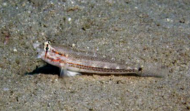 Gnatholepis caudimaculata