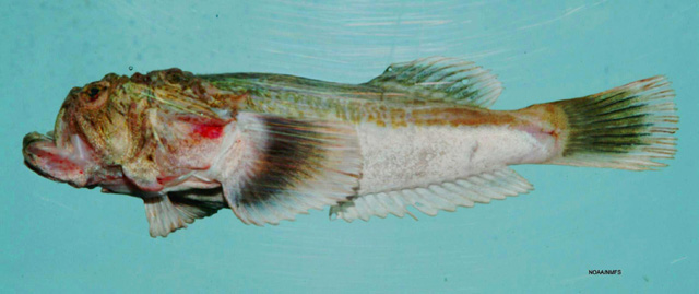 Xenocephalus egregius