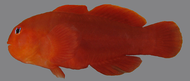 Gobiodon bilineatus