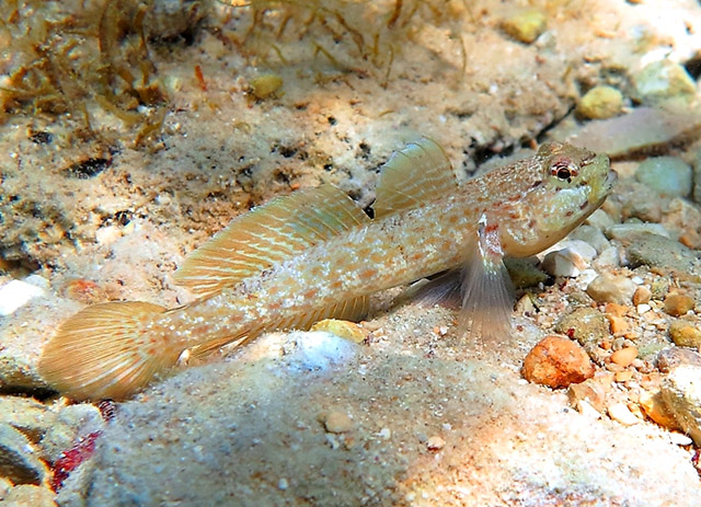 Gobius bucchichi