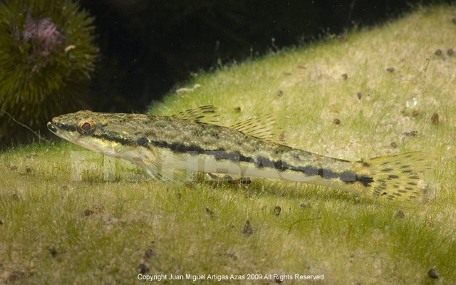 Gobiomorus dormitor