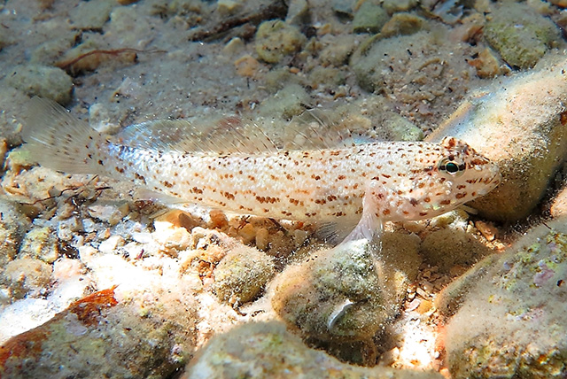 Gobius incognitus