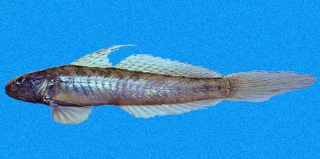 Gobionellus microdon