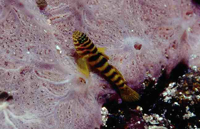 Gorogobius nigricinctus