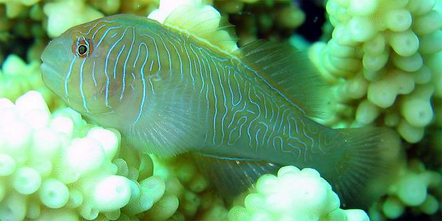 Gobiodon rivulatus