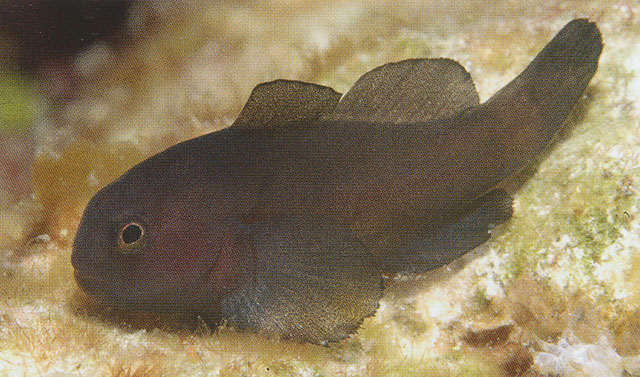 Gobiodon unicolor