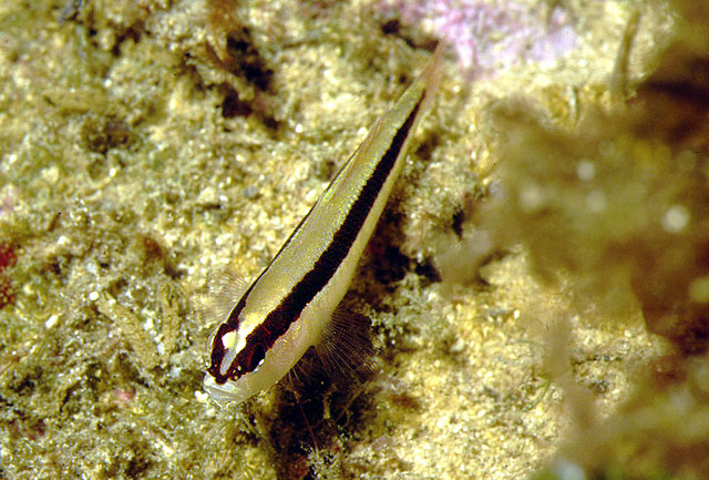 Gobius vittatus