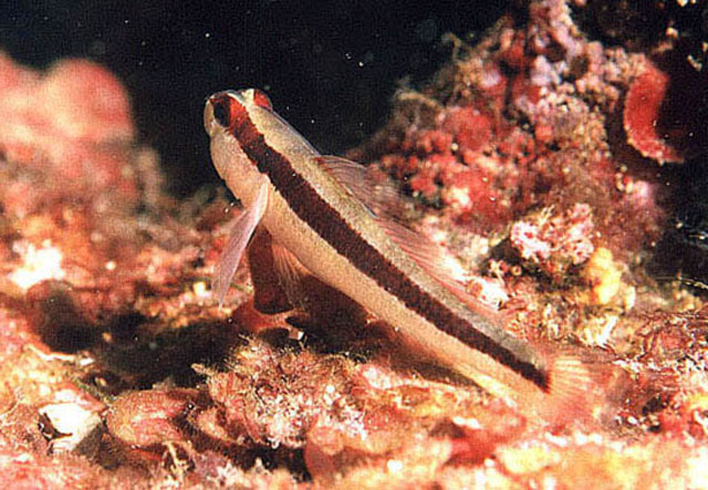 Gobius vittatus