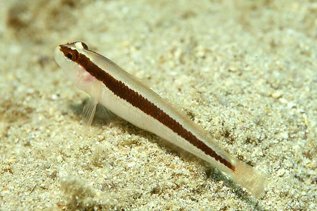 Gobius vittatus