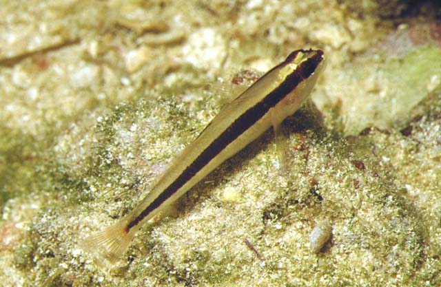 Gobius vittatus