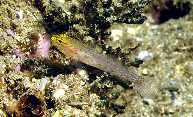 Gobius xanthocephalus