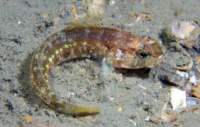 Gobius xoriguer