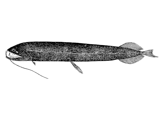 Grammatostomias dentatus