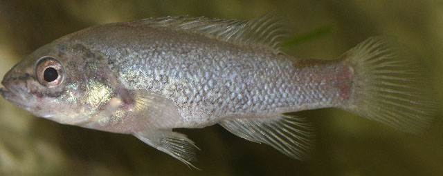 Guyu wujalwujalensis