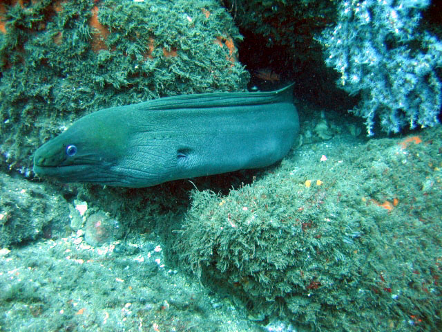 Gymnothorax castaneus