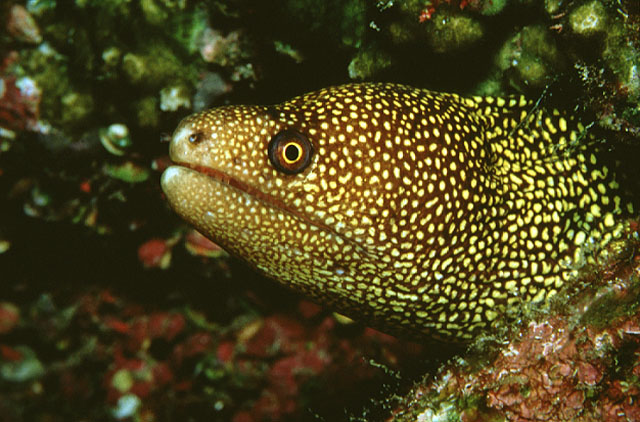 Gymnothorax miliaris