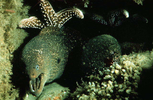 Gymnothorax mordax