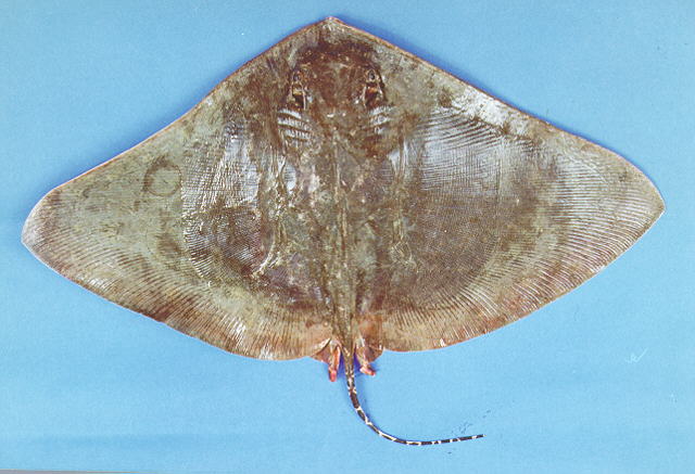 Gymnura poecilura