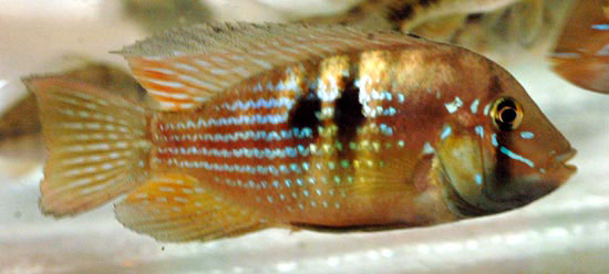 Gymnogeophagus rhabdotus