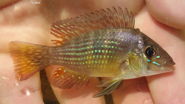 Gymnogeophagus terrapurpura