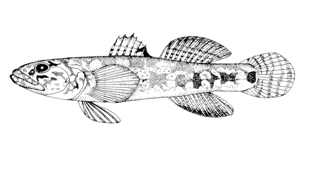 Gymnogobius urotaenia