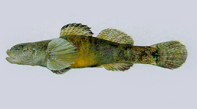 Gymnogobius urotaenia