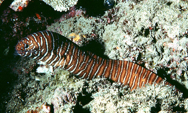 Gymnomuraena zebra