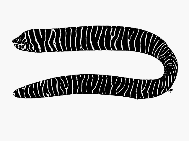 Gymnomuraena zebra