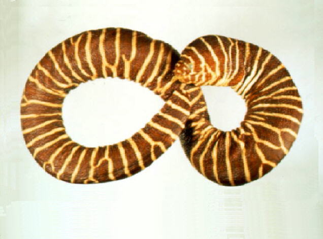 Gymnomuraena zebra