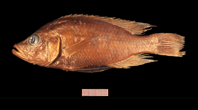 Haplochromis acidens