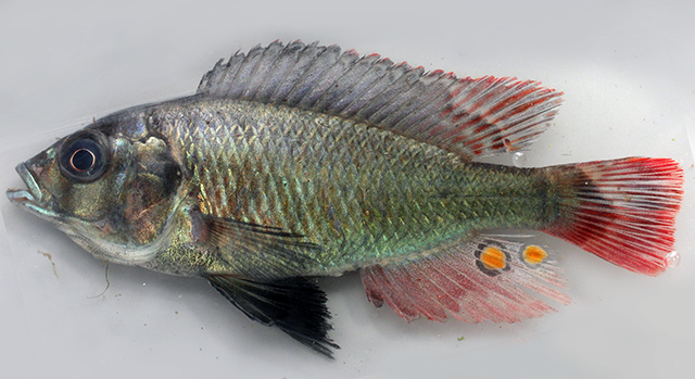 Haplochromis antleter