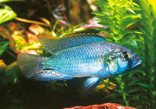 Astatotilapia burtoni