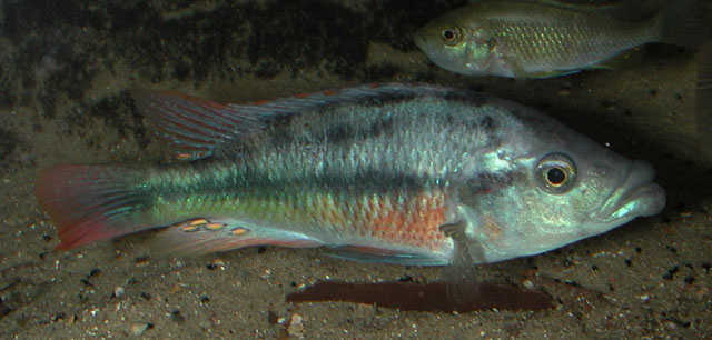 Haplochromis chilotes