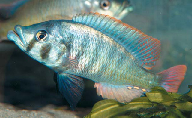 Haplochromis chilotes