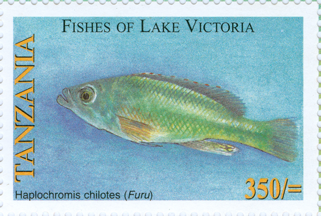 Haplochromis chilotes