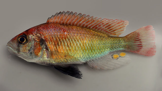 Haplochromis cinctus