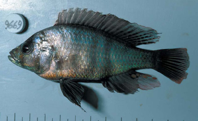 Haplochromis commutabilis