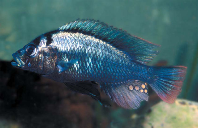 Haplochromis commutabilis