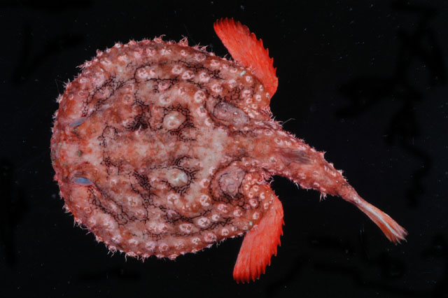 Halieutaea fitzsimonsi