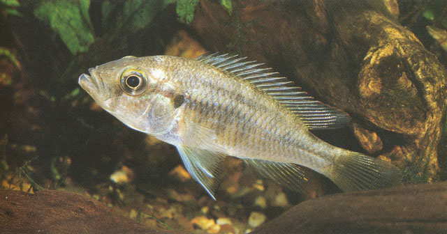 Haplochromis fuelleborni