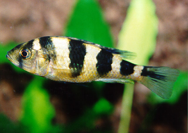 Haplochromis latifasciatus