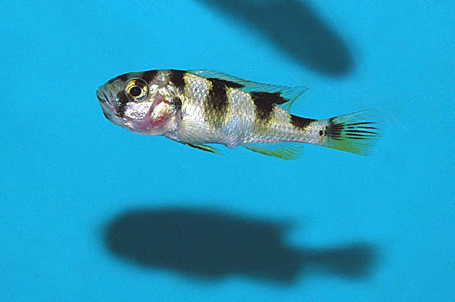 Haplochromis latifasciatus