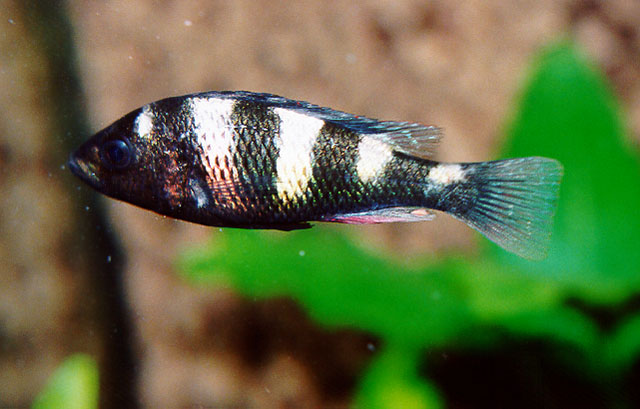 Haplochromis latifasciatus