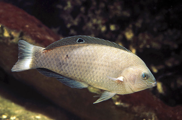 Halichoeres marginatus