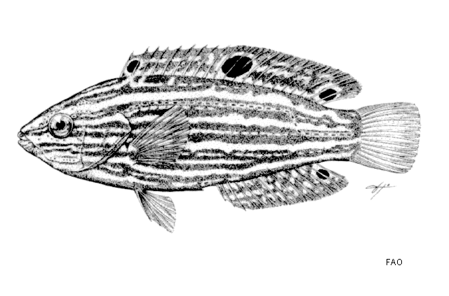 Halichoeres marginatus