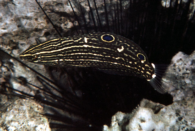 Halichoeres marginatus