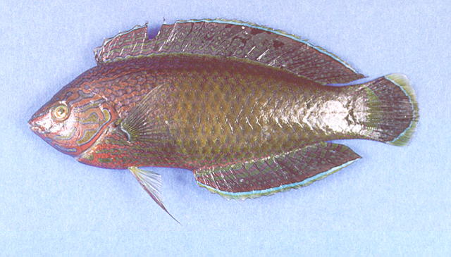 Halichoeres marginatus