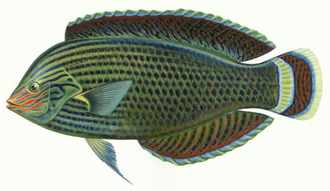 Halichoeres marginatus