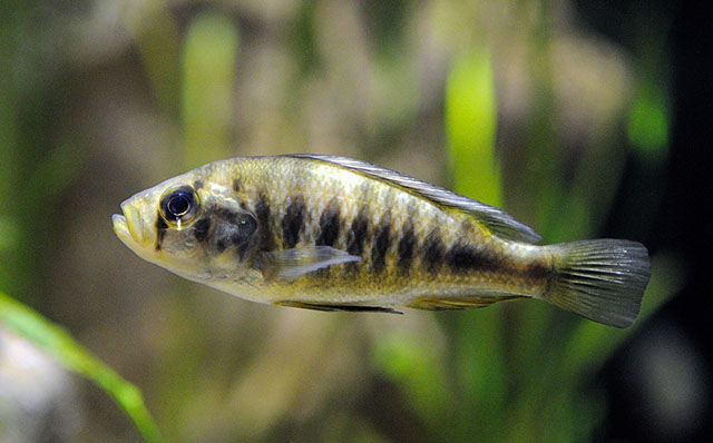 Haplochromis melanopterus