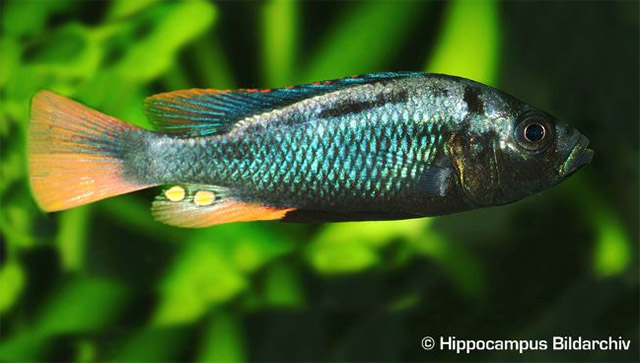 Haplochromis nubilus